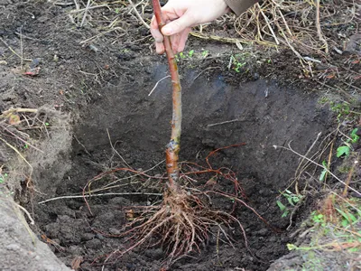 How to plant a grafted apple tree. Placing the fruit tree with spread roots in the center of a planting hole.